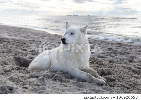 Husky relaxing on a seaside beach Husky relaxing on a seaside beach 130920658