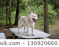 Dirty and Mischievous Siberian Husky on a Rustic Picnic Table in the Summer Woods 130920660