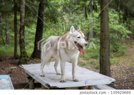 Dirty and Mischievous Siberian Husky on a Rustic Picnic Table in the Summer Woods Dirty and Mischievous Siberian Husky on a Rustic Picnic Table in the Summer Woods 130920660