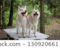 Two Dirty and Mischievous Siberian Huskies on a Rustic Picnic Table in the Summer Woods 130920661