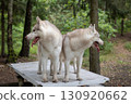 Two Dirty and Mischievous Siberian Huskies on a Rustic Picnic Table in the Summer Woods 130920662