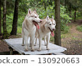 Two Dirty and Mischievous Siberian Huskies on a Rustic Picnic Table in the Summer Woods 130920663
