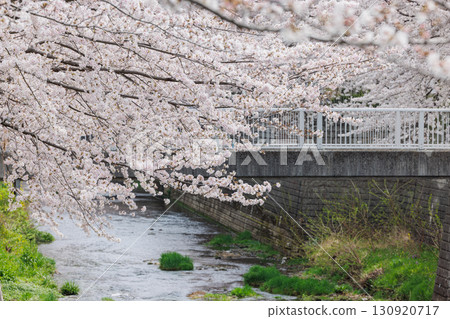 Cherry Blossoms	 130920717