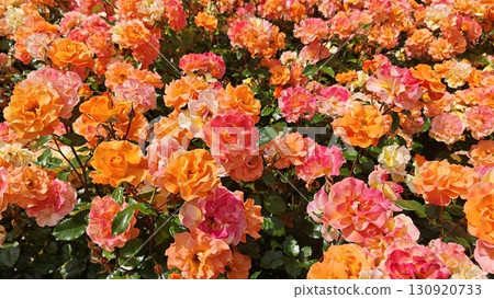 Bright orange and pink roses blooming abundantly under sunlight. Concept of vibrant floral background and the beauty of full summer bloom Bright orange and pink roses blooming abundantly under sunlight. Concept of vibrant floral background and the beauty of full summer bloom 130920733