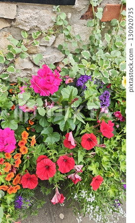 Colorful summer flowers blooming against a rustic stone wall. Concept of natural beauty, garden life and seasonal floral abundance 130920735