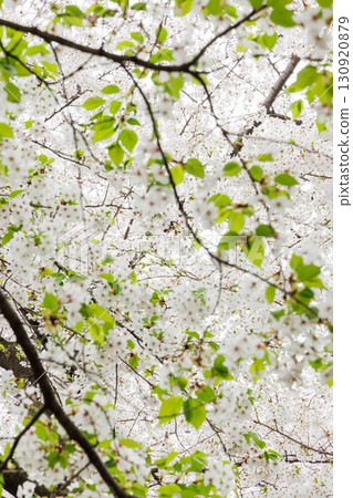 Cherry Blossoms Cherry Blossoms 130920879