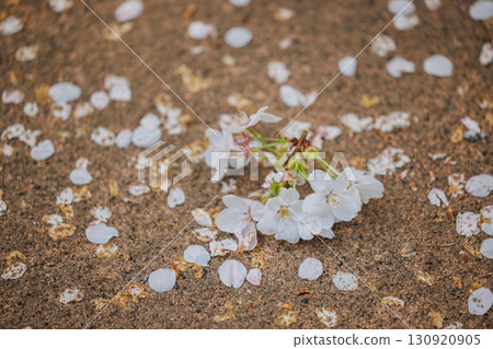 櫻花 130920905