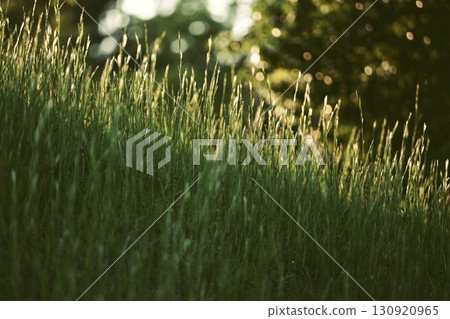 Grass on the slope illuminated by the setting sun 130920965