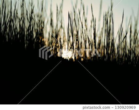 Grass on the slope illuminated by the setting sun Grass on the slope illuminated by the setting sun 130920969