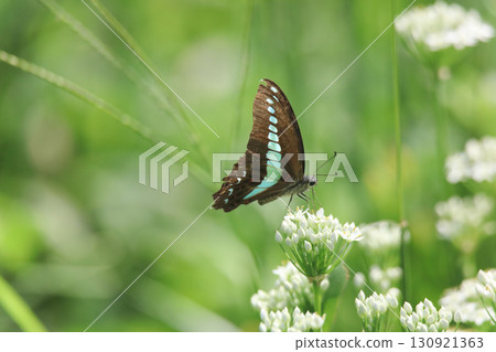 常見的青蠅 130921363