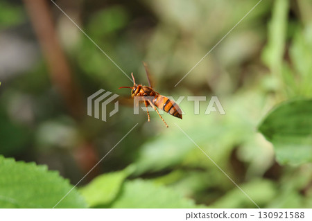 Hornet 130921588
