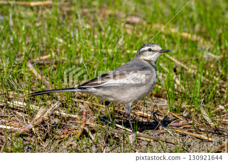 打蠟走在地上 130921644