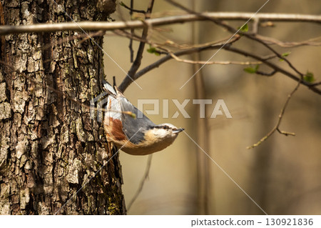 Nuthatch bird on a tree Nuthatch bird on a tree 130921836