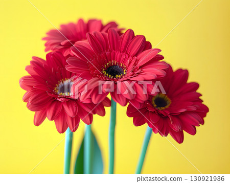 bouquet of red gerbera daisies on yellow background 130921986