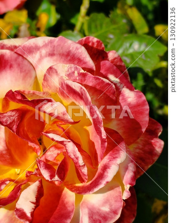 Red yellow color rose flower petal bud 130922136
