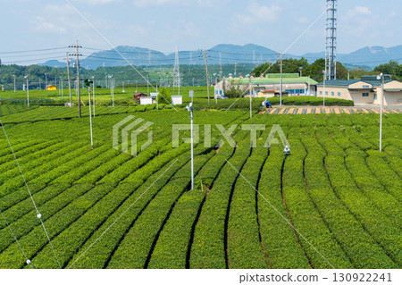 靜岡縣金谷市牧之原茶園採茶 130922241