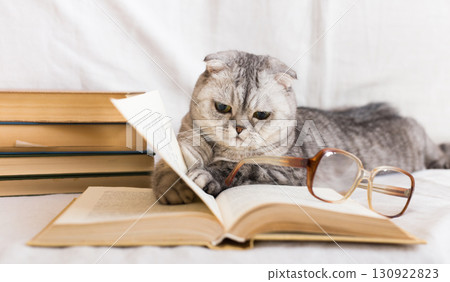 Reader cat. curious gray scottish fold cat lying on open book 130922823