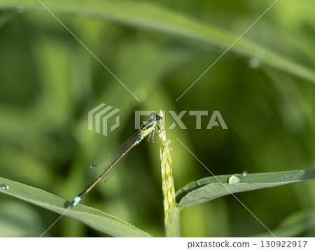 A blue-tailed damselfly resting on a plant wet with morning dew A blue-tailed damselfly resting on a plant wet with morning dew 130922917