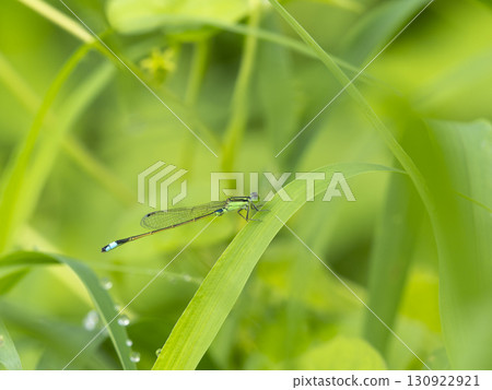A blue-tailed damselfly resting on a plant wet with morning dew A blue-tailed damselfly resting on a plant wet with morning dew 130922921