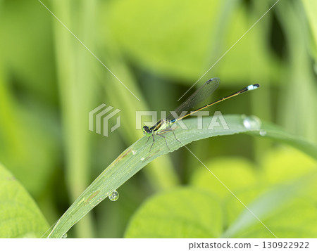 A blue-tailed damselfly resting on a plant wet with morning dew A blue-tailed damselfly resting on a plant wet with morning dew 130922922