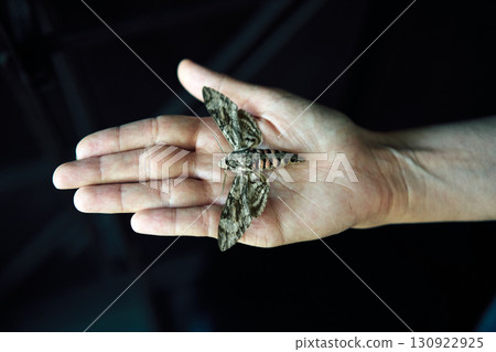 Butterfly sitting  on woman hand over dark background 130922925