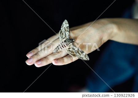 Butterfly sitting  on woman hand over dark background 130922926