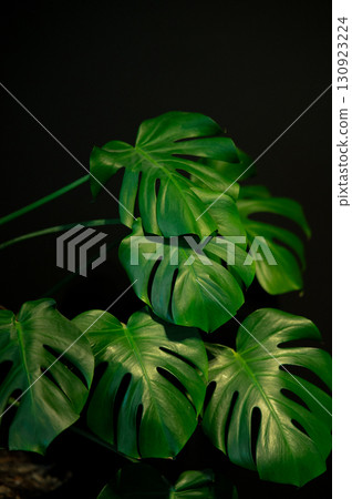 monstera leaves on black wall background 130923224