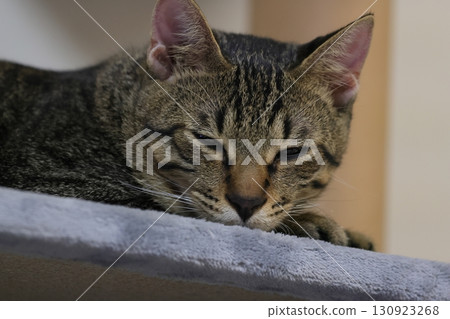 Cat sleeping in the cat tower Cat sleeping in the cat tower 130923268