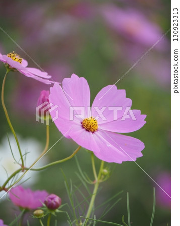粉紅色的波斯菊正在盛開 130923313
