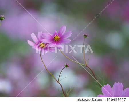 Pink cosmos shining in the autumn sunshine 130923327