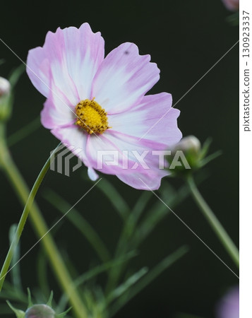 秋天的波斯菊花 130923337