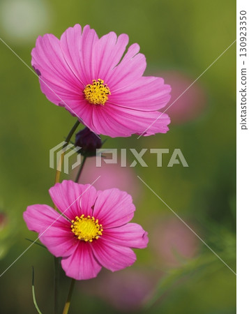 Pink cosmos flowers blooming in autumn field 130923350