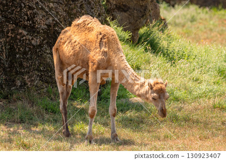 Bactrian camel in the zoo. 130923407