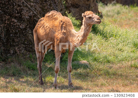 Bactrian camel in the zoo. 130923408