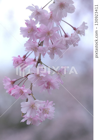 盛開的垂枝櫻花呈粉紅色，在枝頭隨風搖曳。 130923411