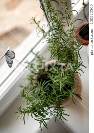 Potted rosemary on windowsill indoors, space for text. Aromatic herb 130923509