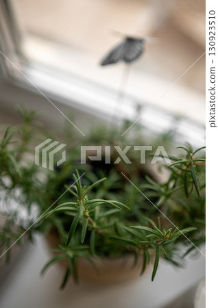 Potted rosemary on windowsill indoors, space for text. Aromatic herb 130923510