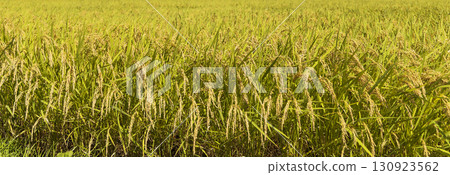 Autumn rural landscape and ripe rice ears Autumn rural landscape and ripe rice ears 130923562