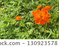 Close up a beautiful orange Cosmos flower in the field under morning sunlight. Landscape image with space. 130923578