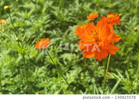 Close up a beautiful orange Cosmos flower in the field under morning sunlight. Landscape image with space. Close up a beautiful orange Cosmos flower in the field under morning sunlight. Landscape image with space. 130923578