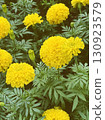 Beautiful Marigolds in the field under natural light, vertical image flower Marigolds. 130923579