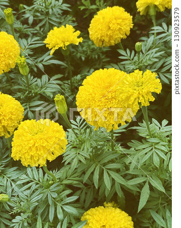 Beautiful Marigolds in the field under natural light, vertical image flower Marigolds. Beautiful Marigolds in the field under natural light, vertical image flower Marigolds. 130923579