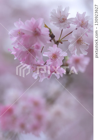 Weeping cherry blossoms ranging from white to pink blooming side by side Weeping cherry blossoms ranging from white to pink blooming side by side 130923627