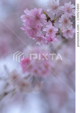 Cherry blossoms that paint spring in pink 130923860