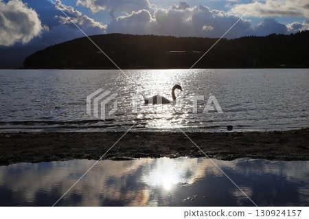 Swans at dusk 130924157