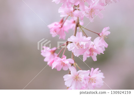 Pink weeping cherry blossoms swaying in the spring breeze 130924159