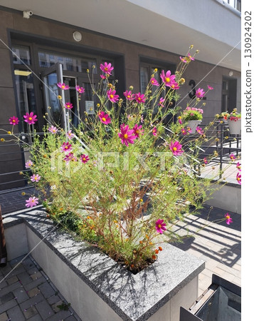 Cosmos flower in a flowerbed near the house. 130924202