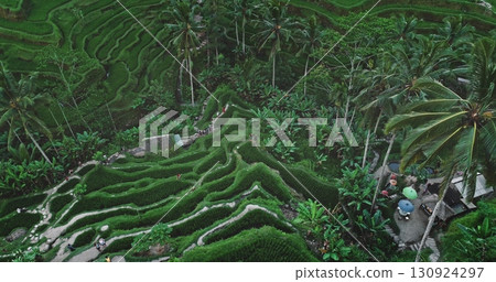 Tegalalang Rice Terraces in Ubud, Bali, Indonesia, are attracting tourists walking through lush vegetation, enjoying the beautiful landscape of this UNESCO World Heritage Site Tegalalang Rice Terraces in Ubud, Bali, Indonesia, are attracting tourists walking through lush vegetation, enjoying the beautiful landscape of this UNESCO World Heritage Site 130924297