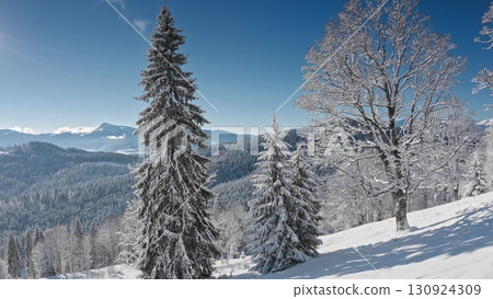 Breathtaking winter landscape featuring majestic snow covered fir trees and frosted bare tree, overlooking a serene, snow-blanketed valley under a warm sunlit sky. Winter wild nature travel background Breathtaking winter landscape featuring majestic snow covered fir trees and frosted bare tree, overlooking a serene, snow-blanketed valley under a warm sunlit sky. Winter wild nature travel background 130924309