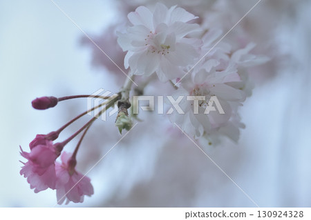 垂枝櫻花先開白花，再開紅花 130924328